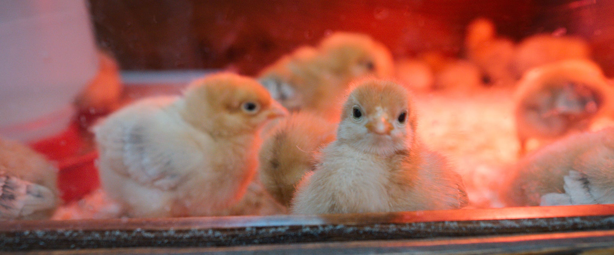 What Should I Feed My New Chicks and Chickens?