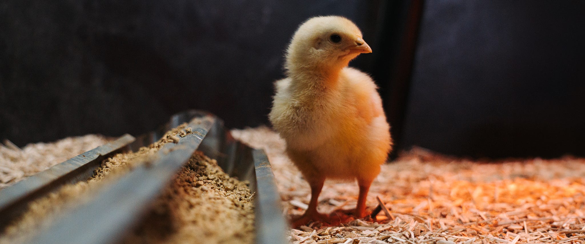 Choosing the Right Feed for Your Meat Birds