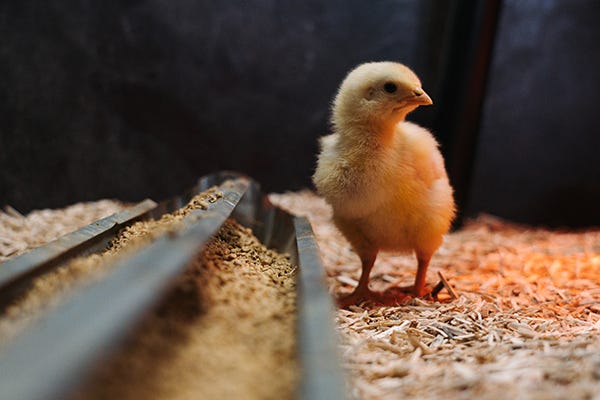 Meat Bird Chick standing next to a feeder in a brooder.