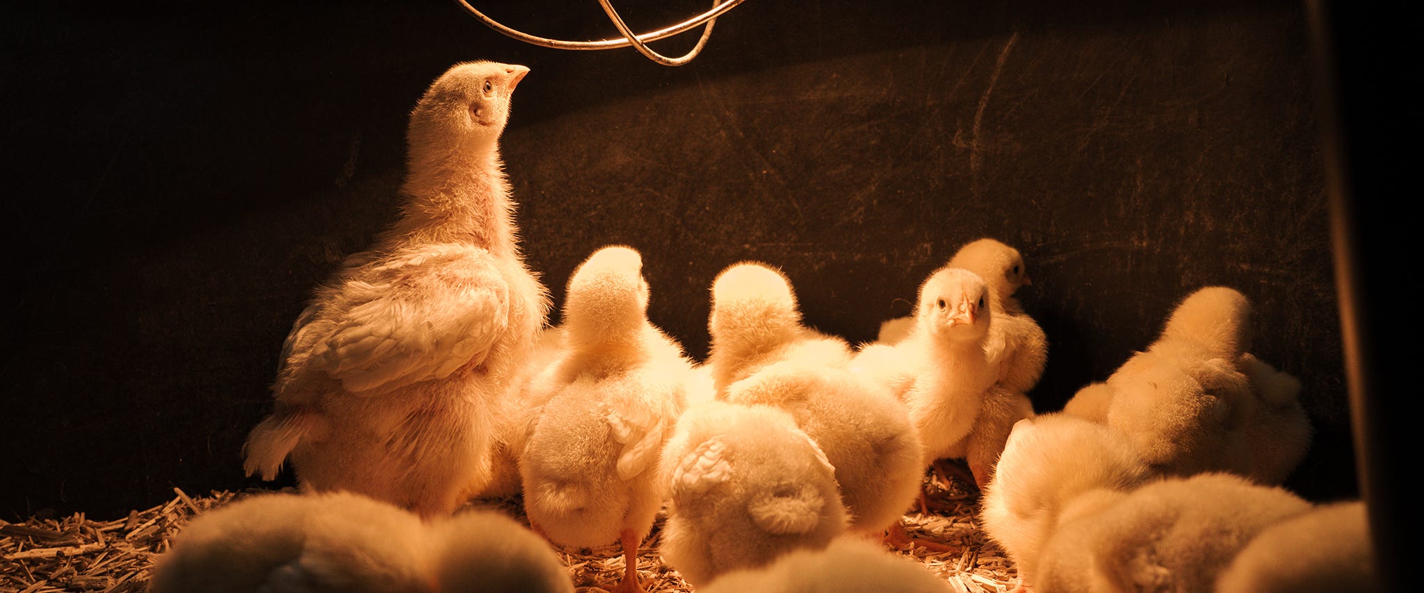 Raising Meat Birds: What We Learned the Hard Way
