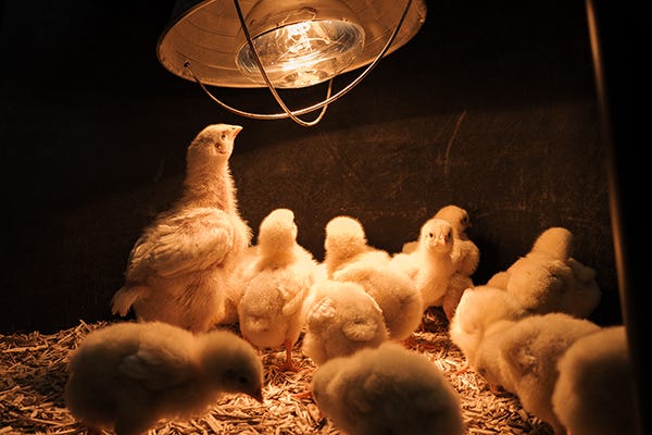 Meat bird chicks in a brooder looking up at the heat lamp. 