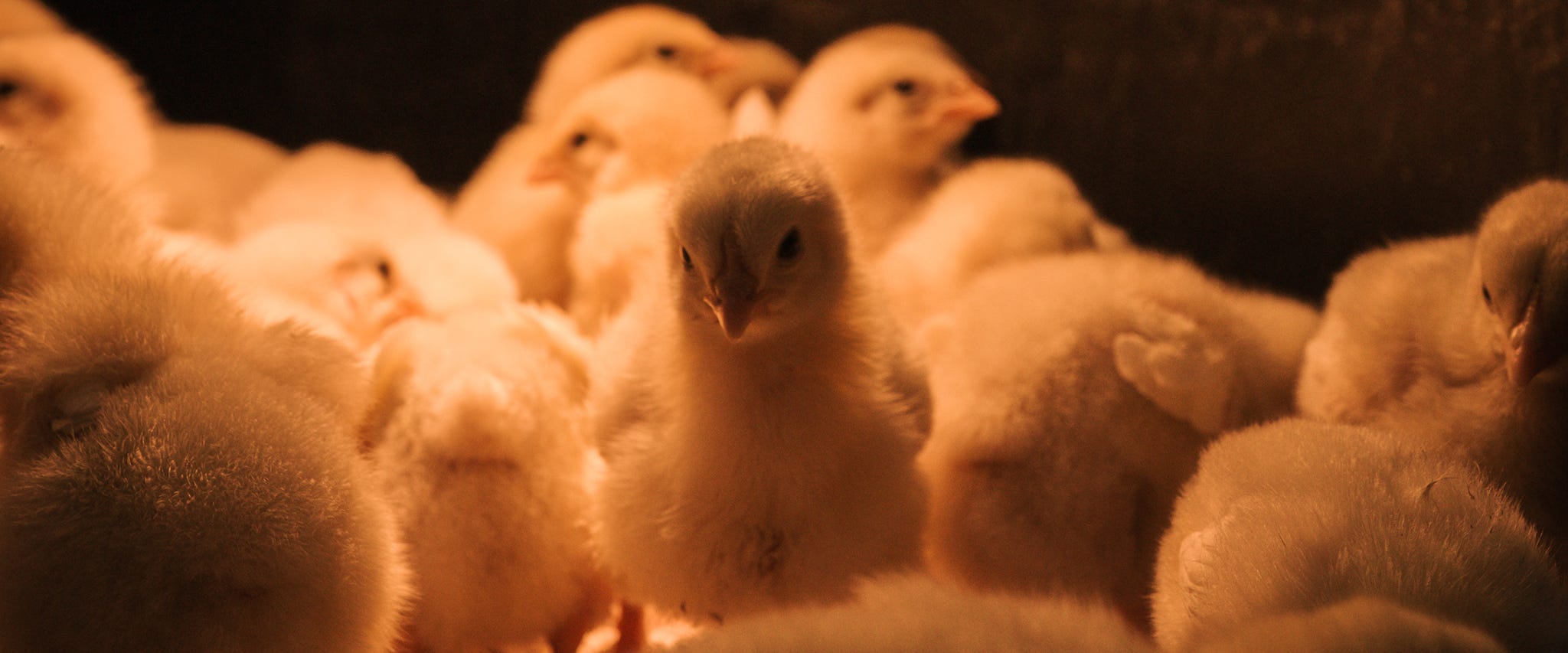 What You Really Need When You’re Starting Meat Birds
