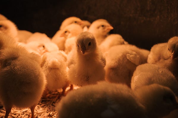 Cornish cross chick in a brooder surrounded by more chicks.