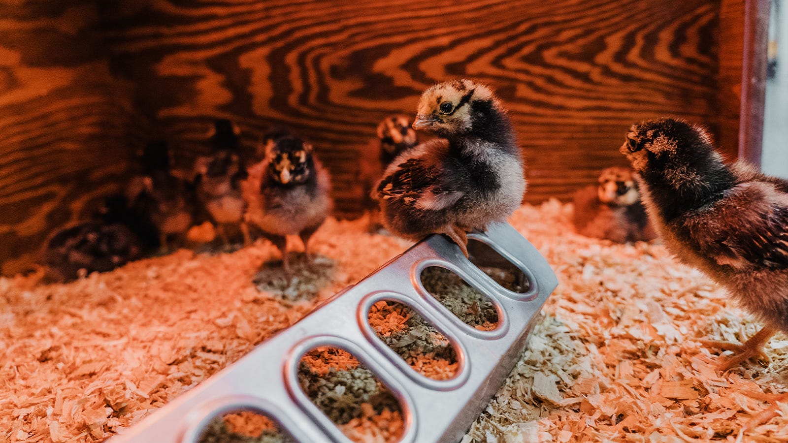 Which Chicken Breed(s) Should I Choose?