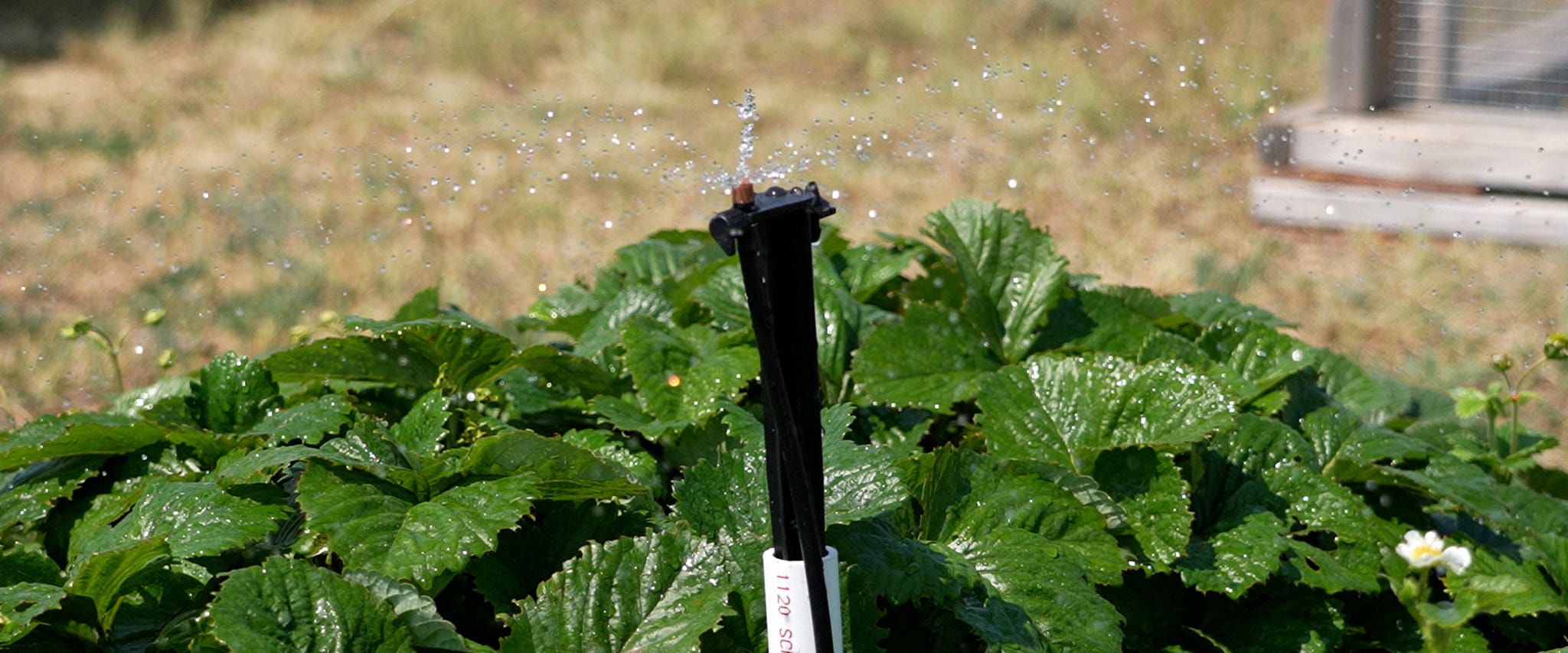 How to Install Drip Irrigation in a Vegetable Garden: Step-by-Step Guide