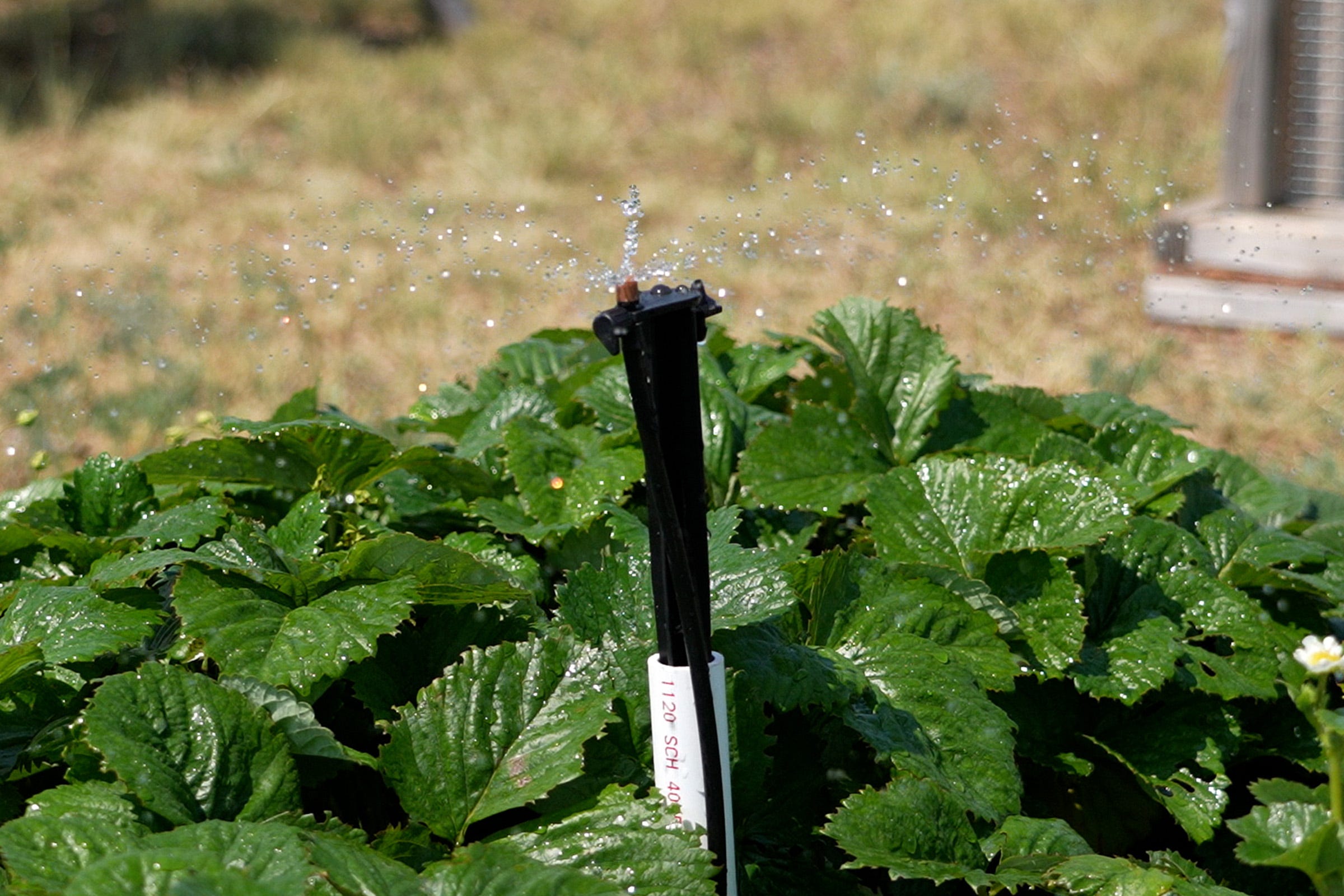 How to Install Drip Irrigation in a Vegetable Garden: Step-by-Step Guide