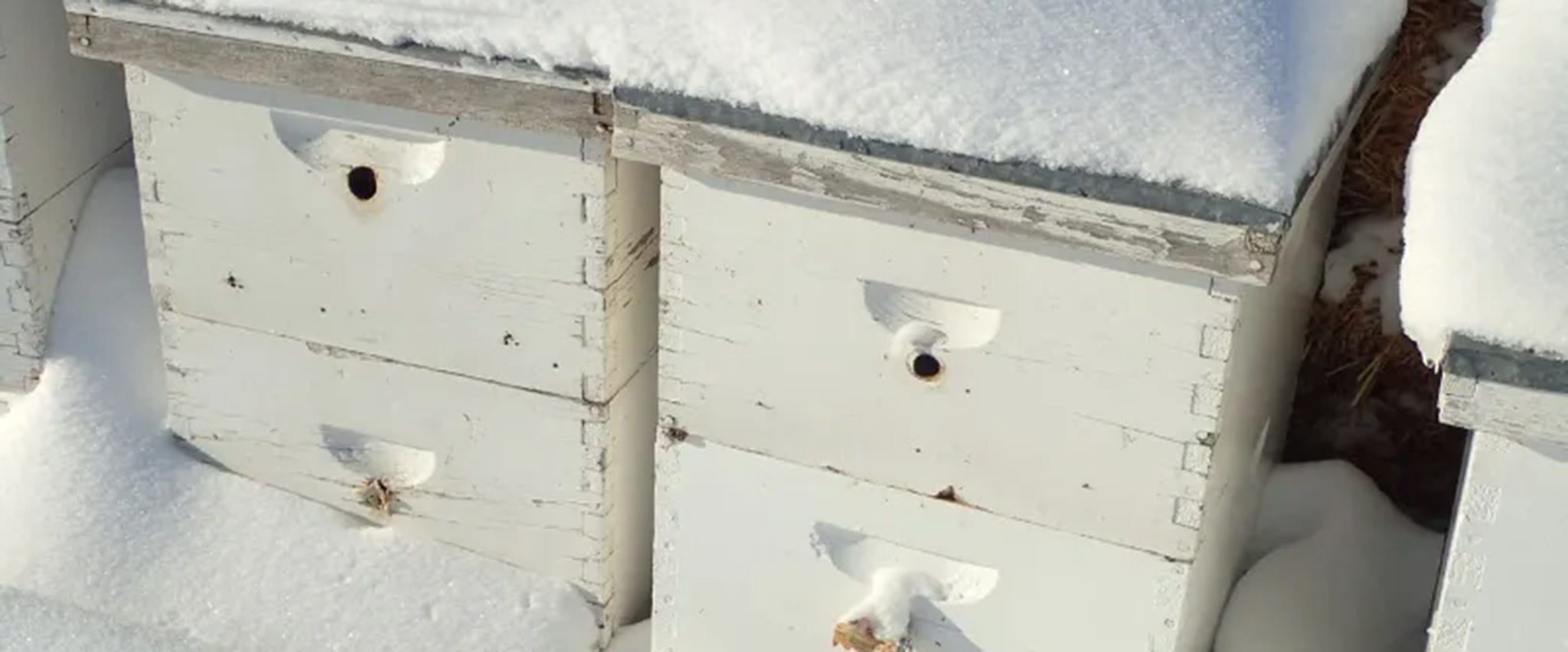 Preparing Your Beehives for Winter: Best Practices for Cold Climates