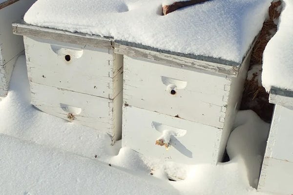 Bee hives in the snow with ventilation holes. 