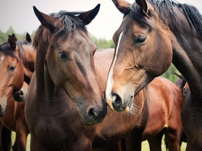 Why You Should Feed Your Horse Hemp