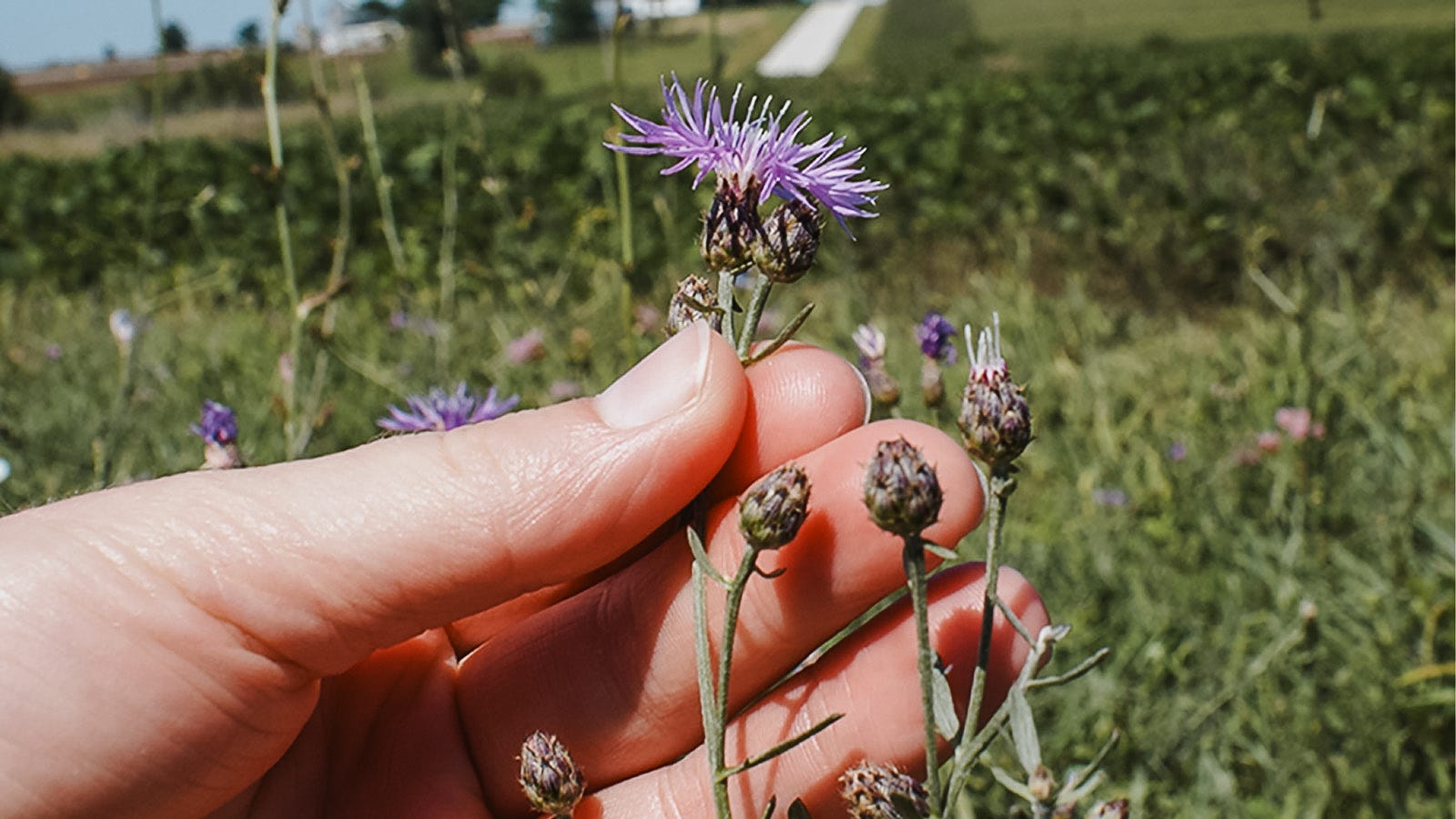 How to Kill Knapweed: A Noxious Weed Found in Yards, Pastures and Forests