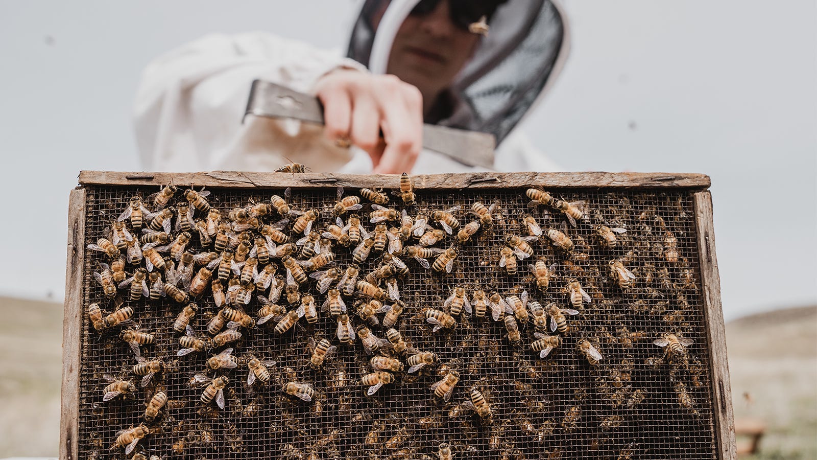 The Difference Between Italian and Carniolan Bees