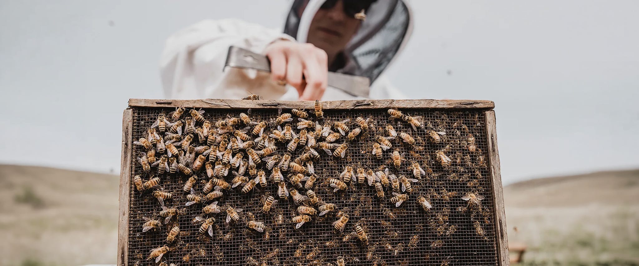 The Difference Between Italian and Carniolan Bees