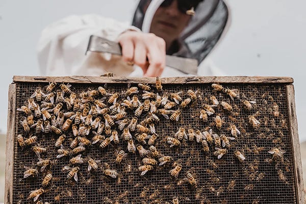 A man in a bee suit holding on to a box full of bees