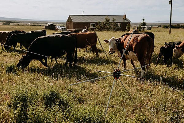 Cows along an electric fence wire held up by a tumble wheel. 