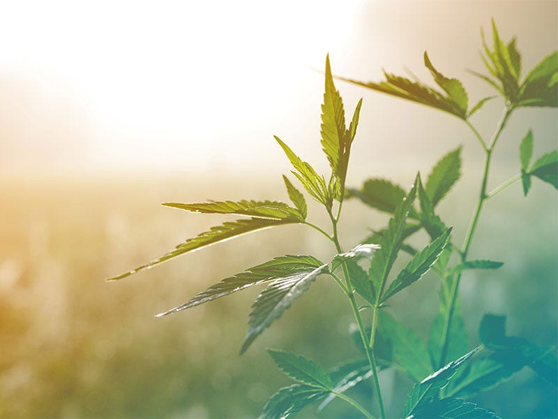 Nine Things You Need to Know About Hemp