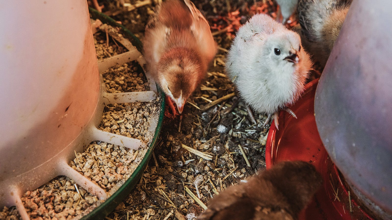 Chicks on the ground standing near a feeder and a waterer