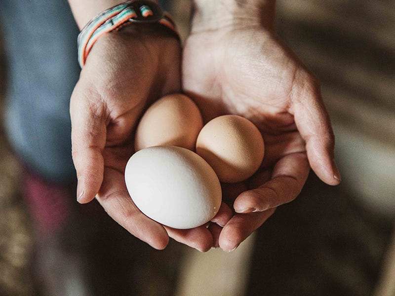 What Helps Chickens to Lay Eggs?