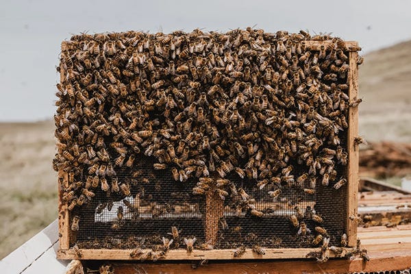 Bees covering the outside of a bee box