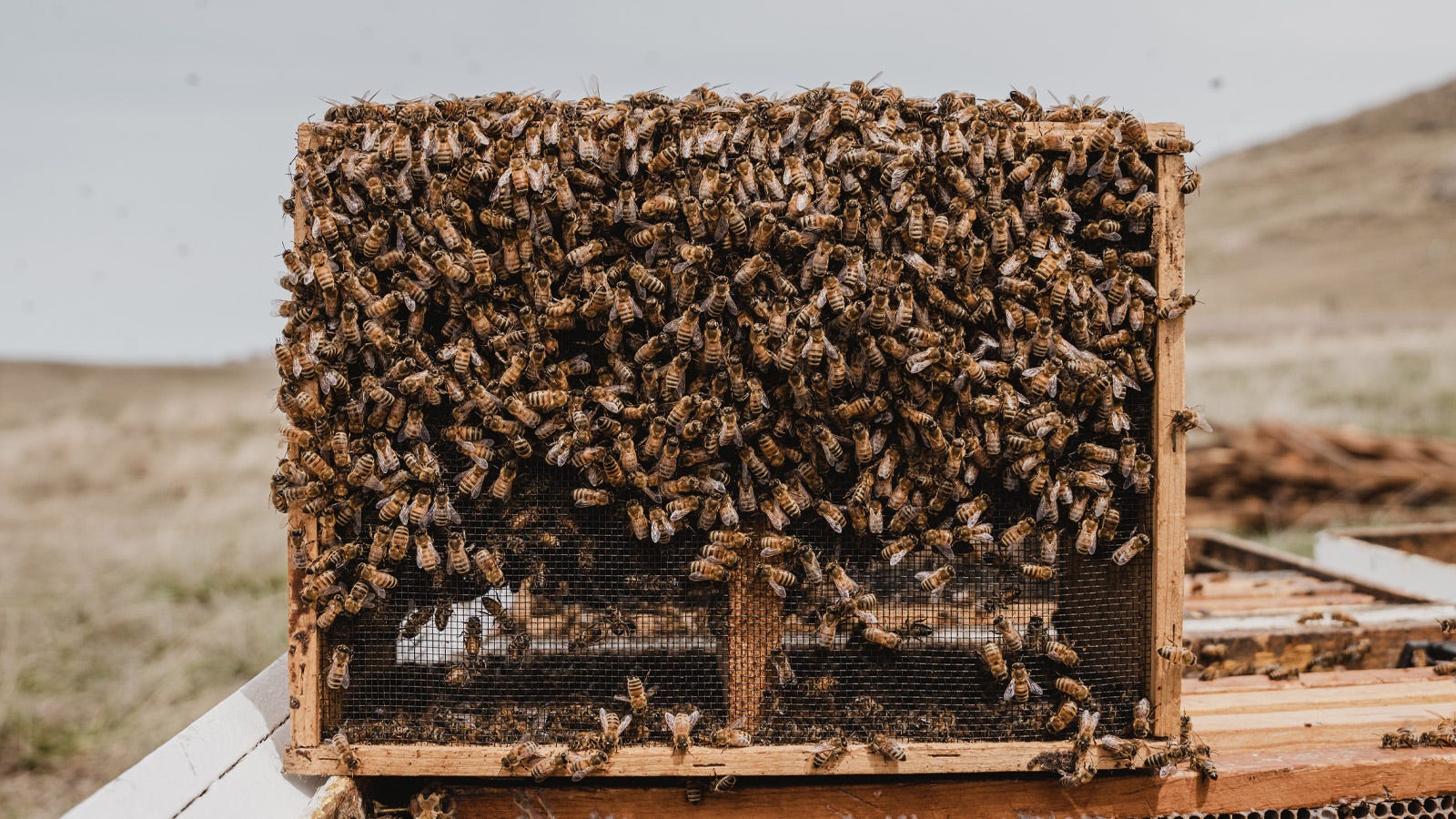 Beekeeping - Setup & Installation