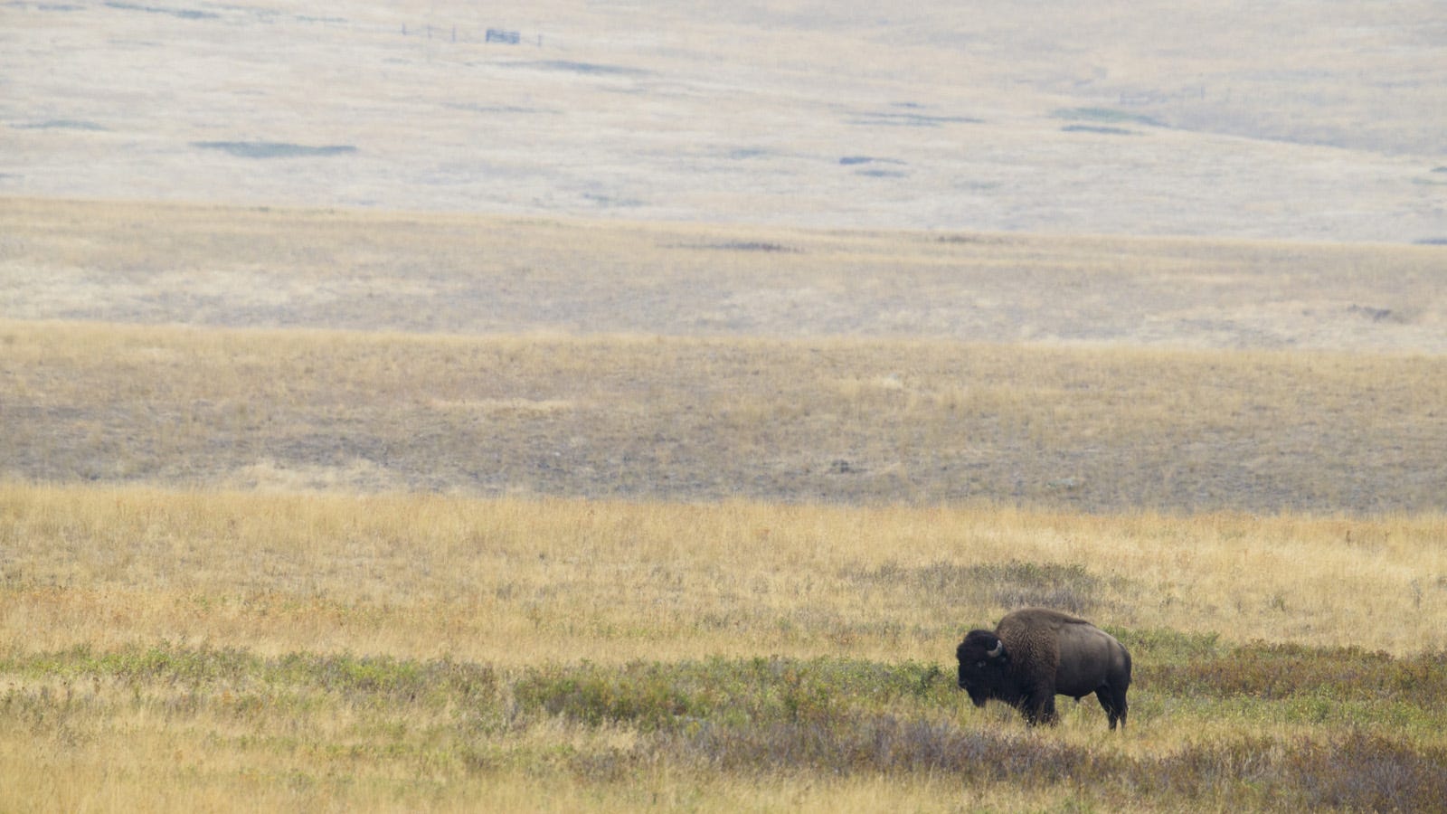 A bison stands out in a field with rolling hills
