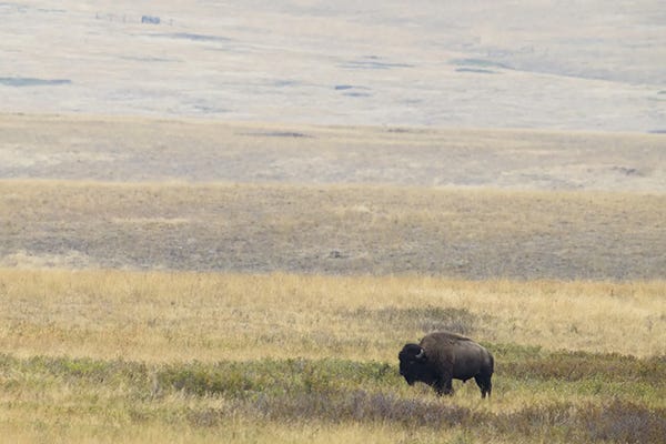 A bison stands out in a field with rolling hills