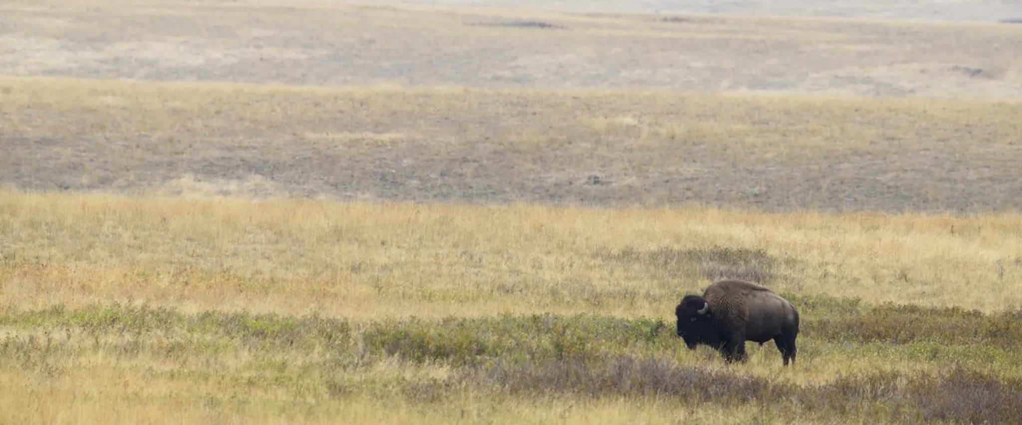 What is the Best Electric Fencing for Bison?