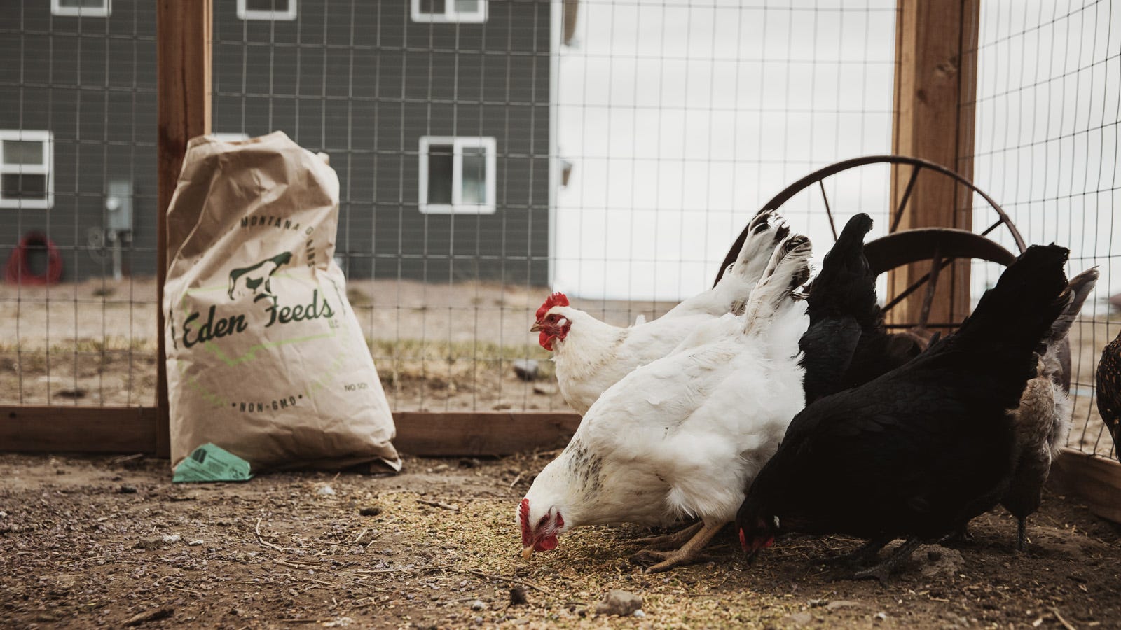 Black and white chickens eating feed off the ground