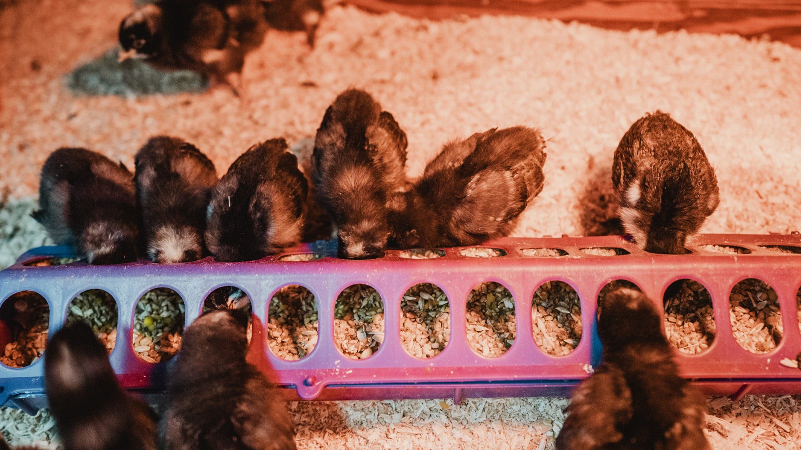 Chicks eating out of a feeder inside of a brooder