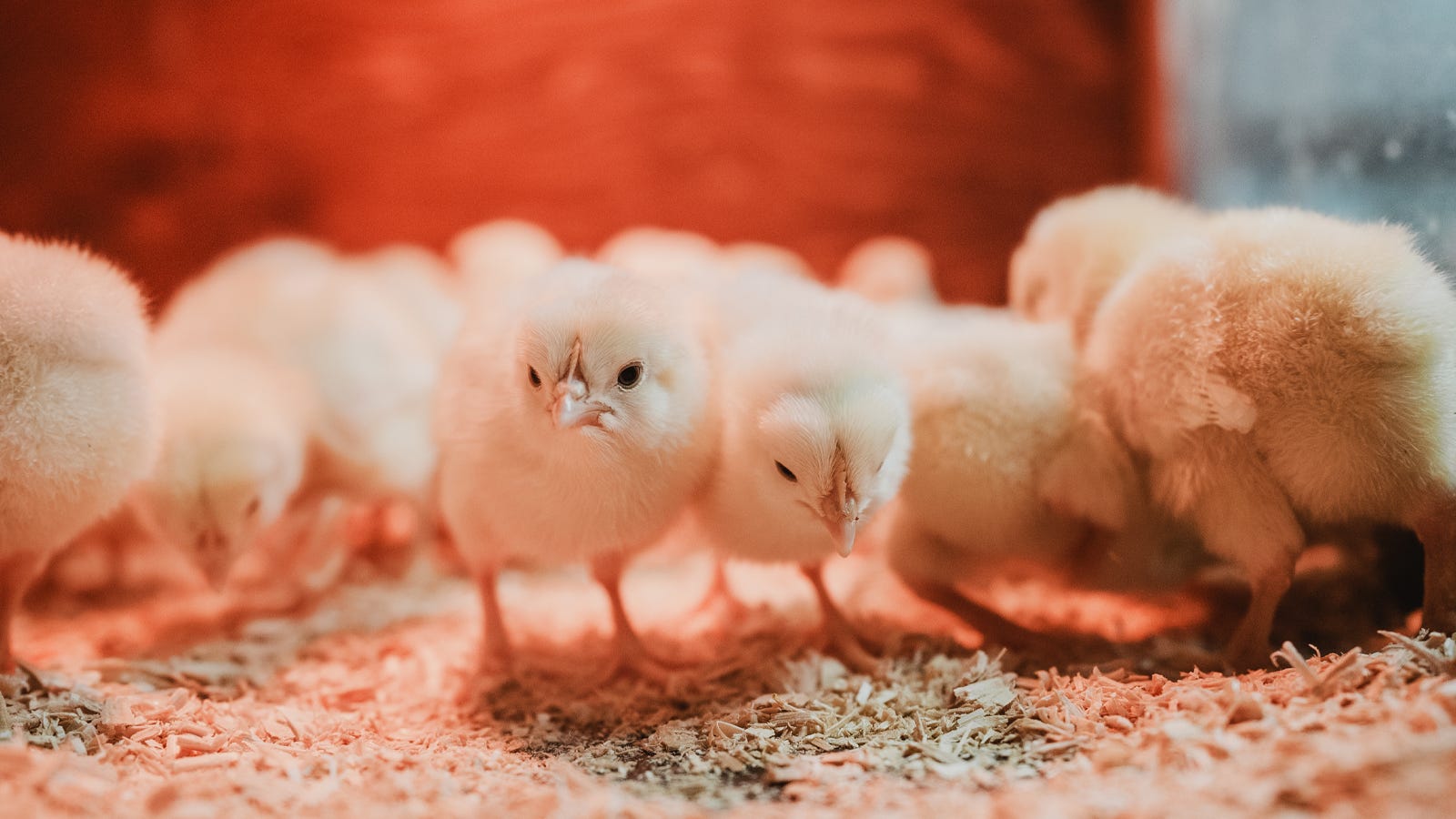 The 8 Things You Need To Start Raising Chicks
