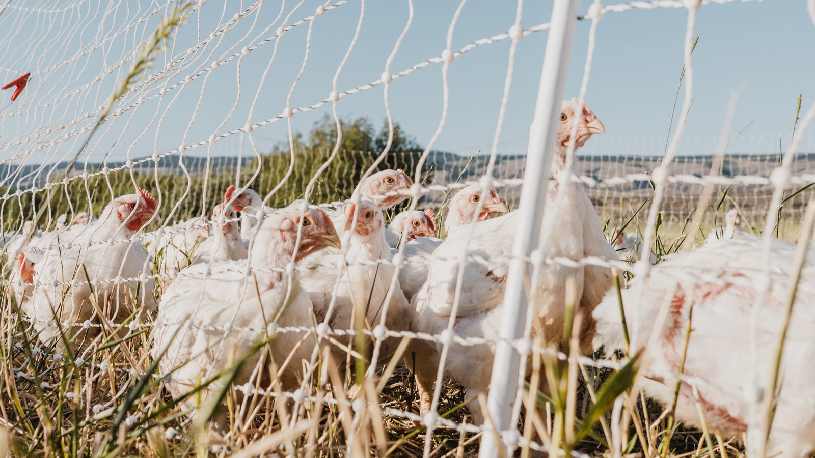 Meat birds behind a fence of poultry netting