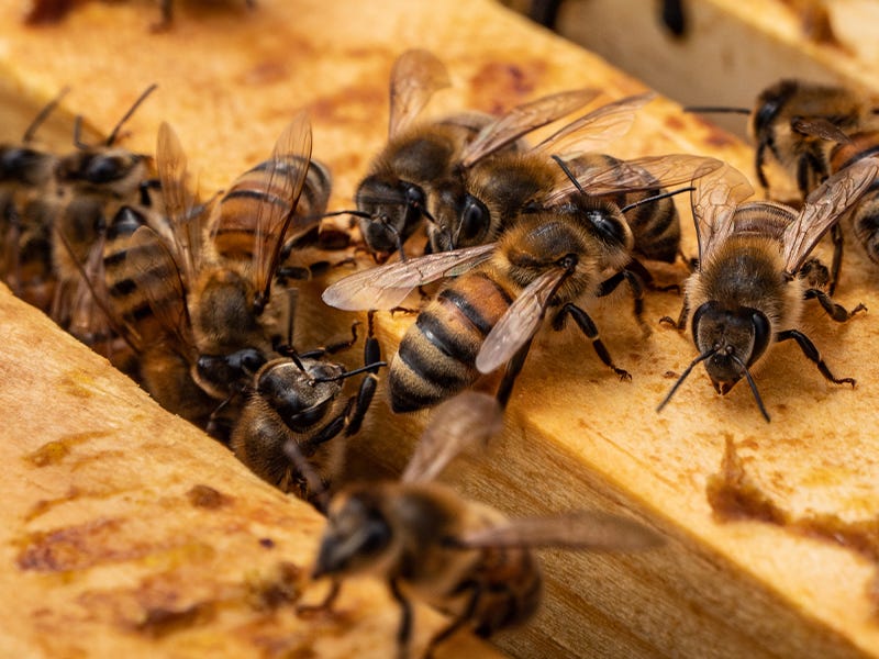 Beekeeping for Beginners - Frequently Asked Questions and Answers
