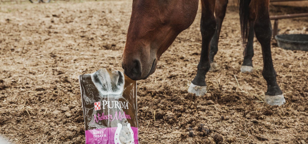 A horse sniffs a pink bag of Purina horse feed