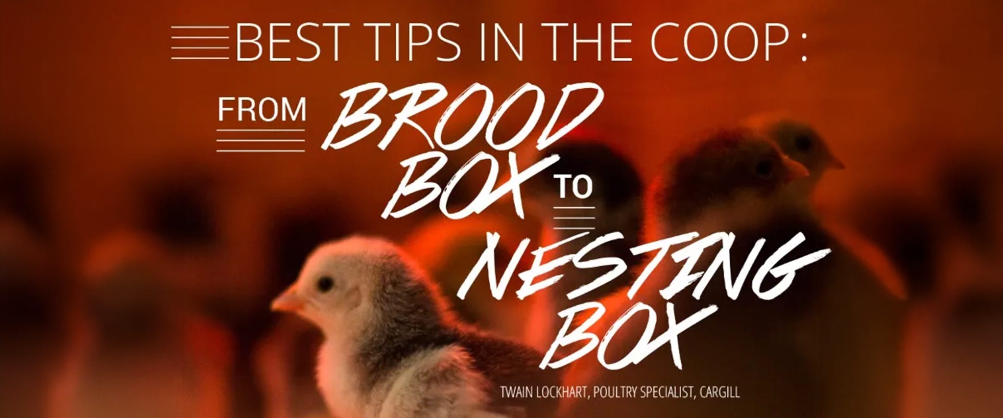 From Brood Box to Layers: A Guide to Raising Baby Chickens