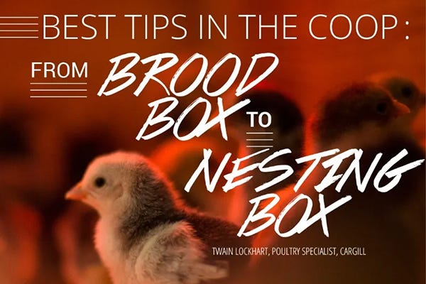 Chicks in a brooder. Image reads " Best Tips In The Coop: From Brood Box to Nesting Box" 