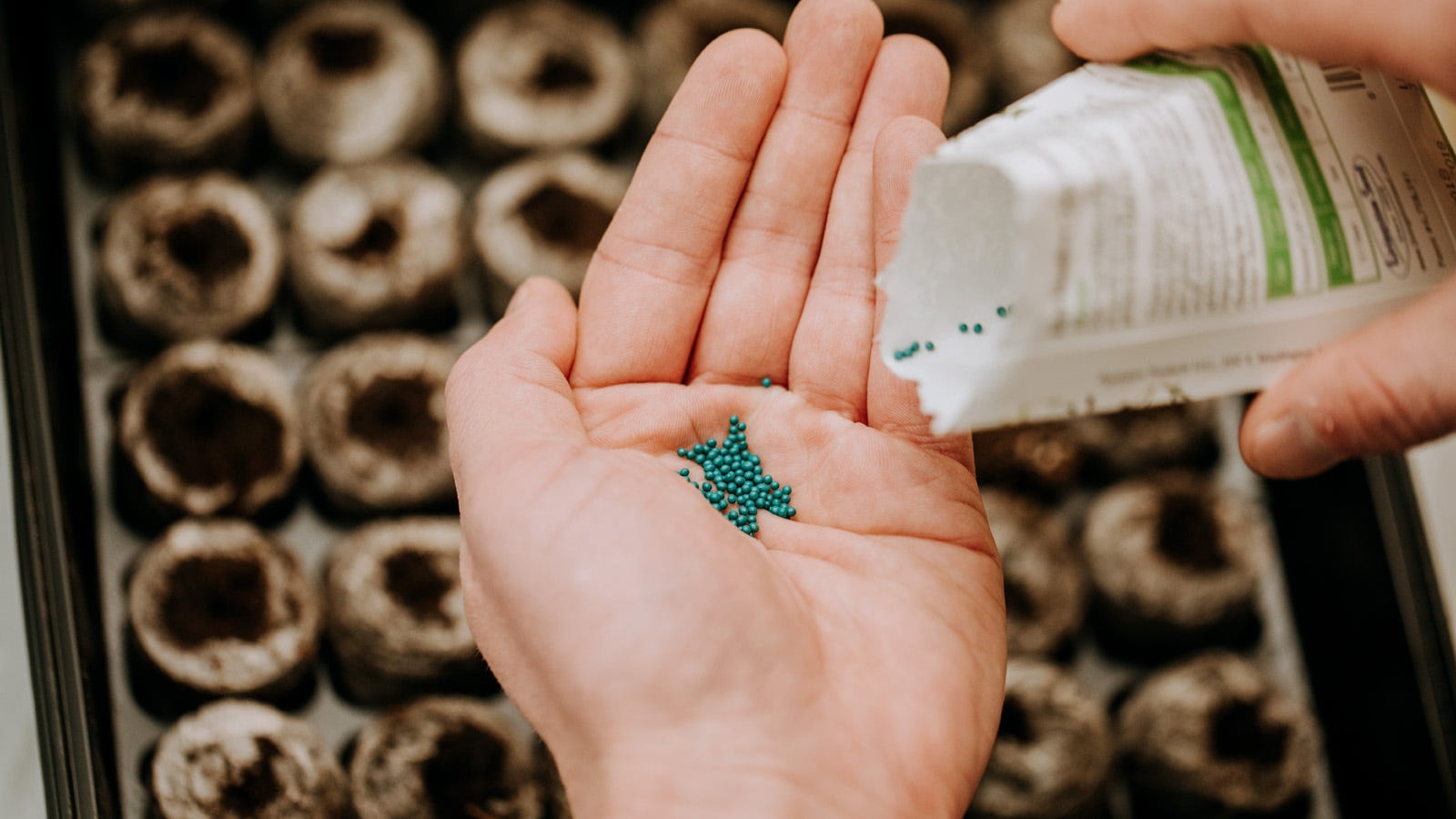 A hand holding seeds while more seeds are being poured out of a vegetable seed package