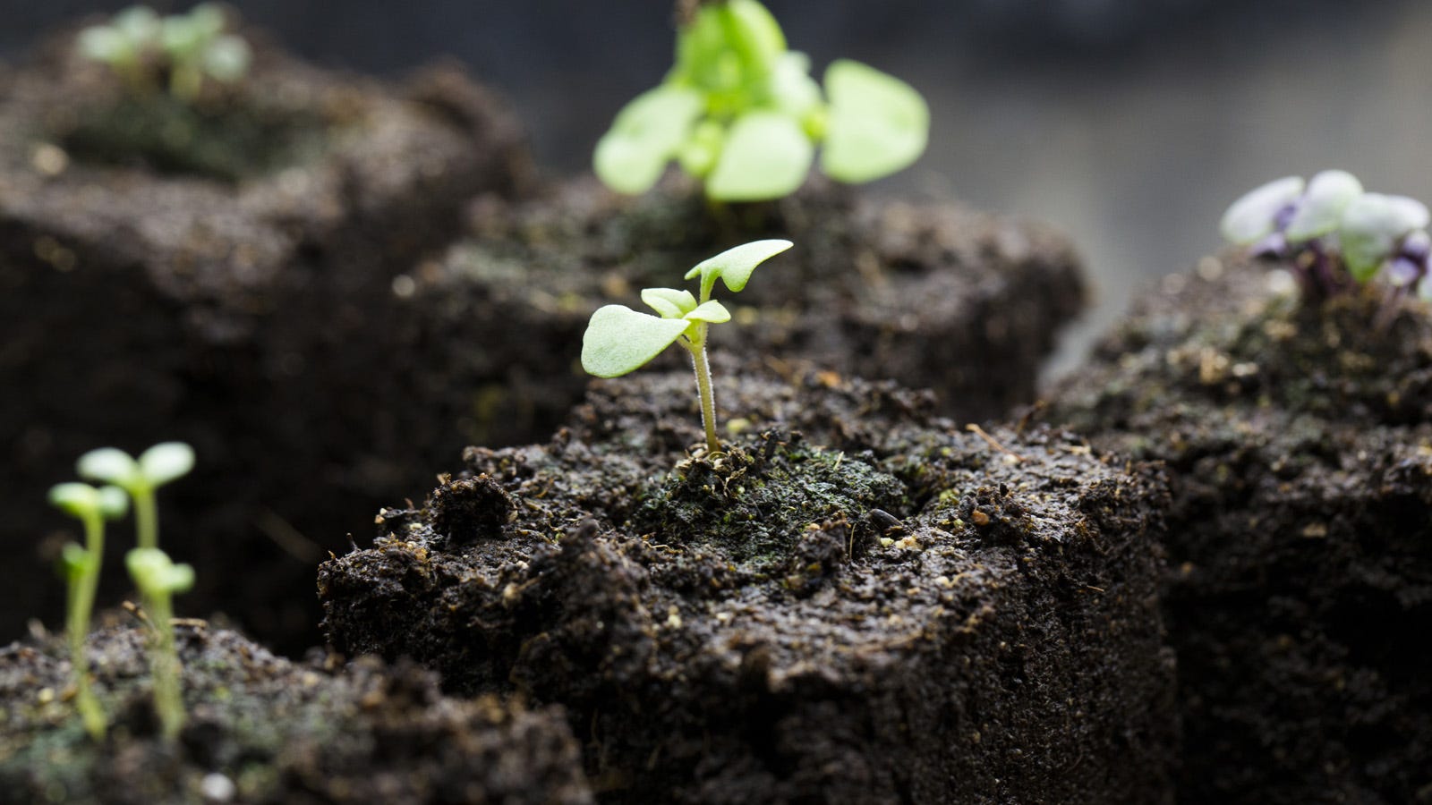 Starting Seeds Indoors: Unhealthy Seedlings and What You Can Do About Them