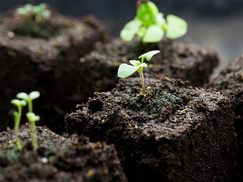 Starting Seeds Indoors: Unhealthy seedlings and what you can do about them