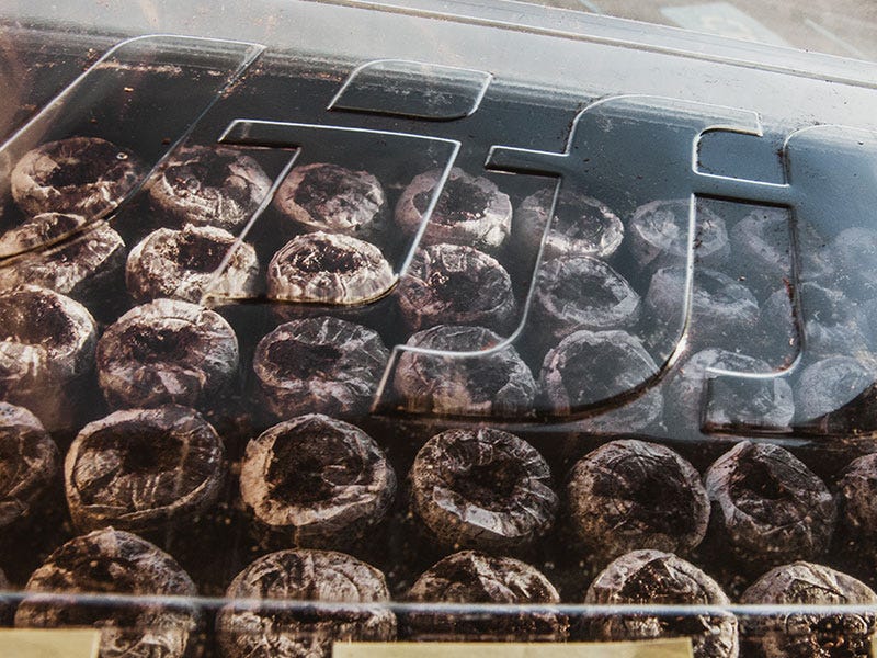 Starting Seeds Indoors: What You Need to Make Your Seedlings Successful