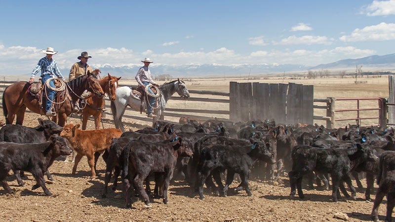 Three cowboys on horses wrangle a heard of cattle on a backdrop of Montana mountains