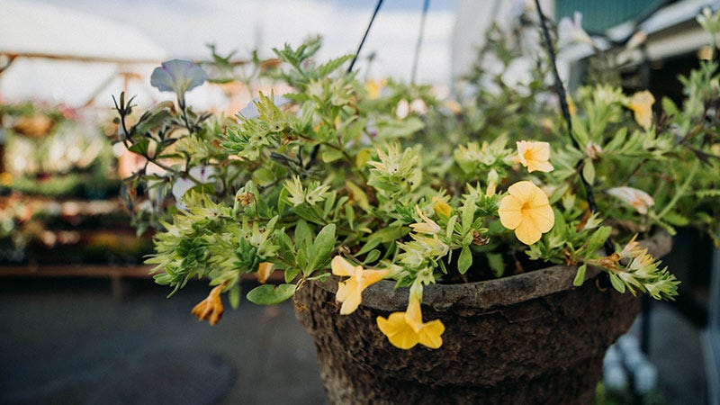 A hanging planter with yellow flowers on display at the North 40 greenhouse