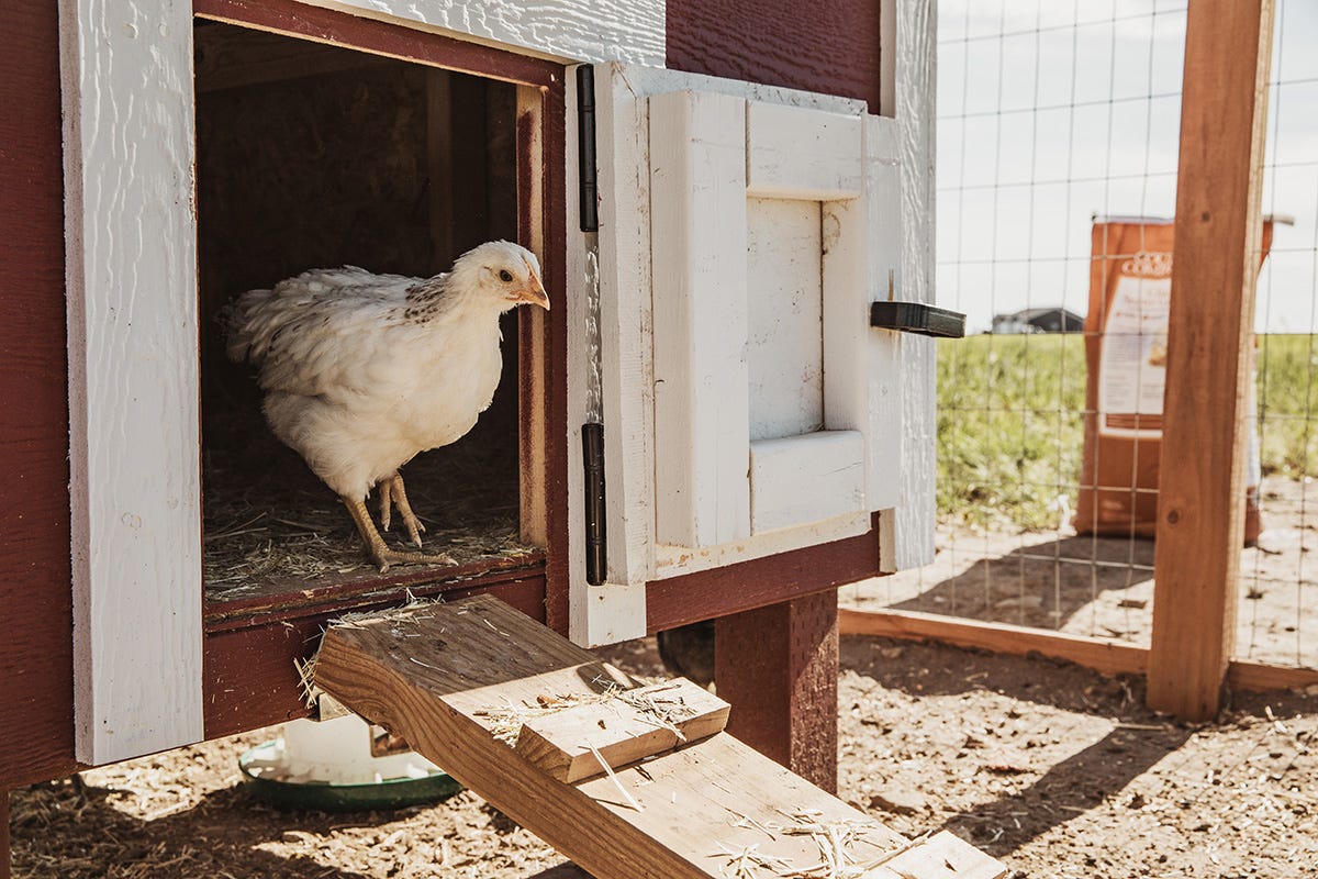 On That Giant Chicken: He's Real and He's a Brahma – Pajamas, Books, and  Chickens