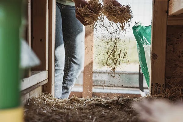 Spreading bedding in chicken coop
