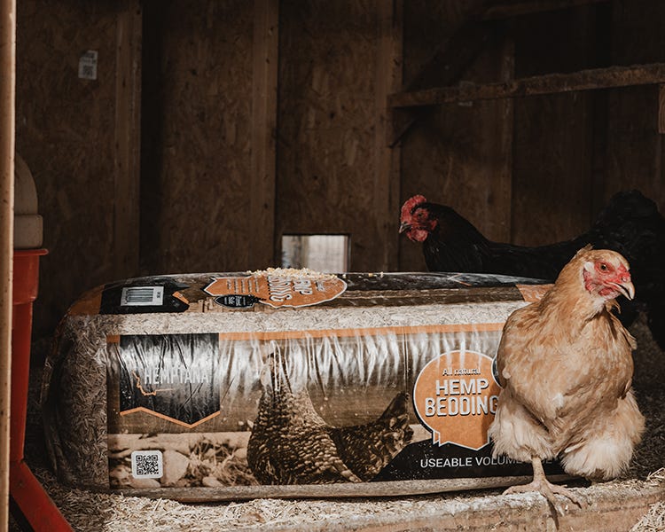 Hemptana bedding in a chicken coop. 
