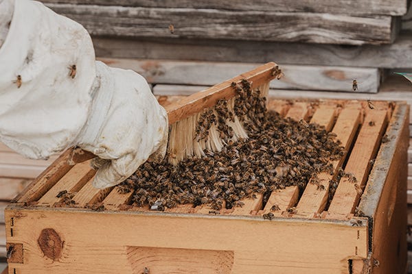Bees on a hive being brushed.