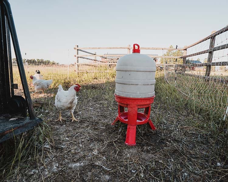7 gallon waterer with full grown free range meat birds around it. 