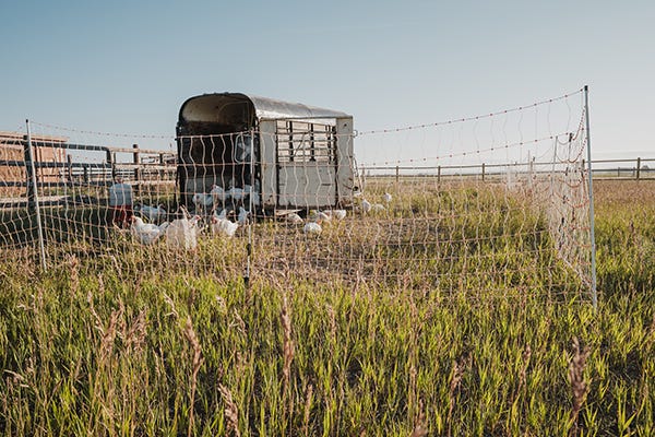 Horse trailer used as a chicken coop for free range meat birds with a hot fence. 