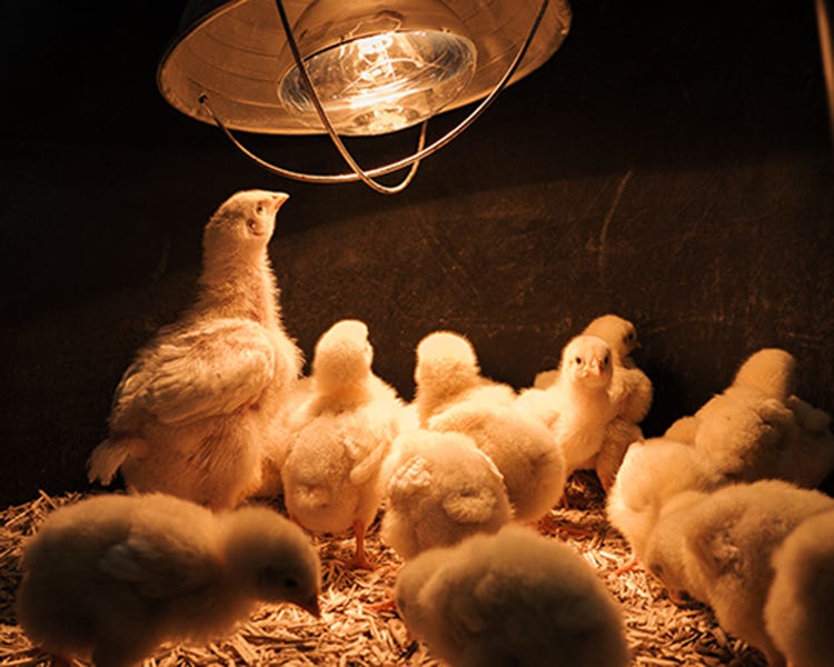 Meat bird chick looking up at a heat lamp in a brooder. 