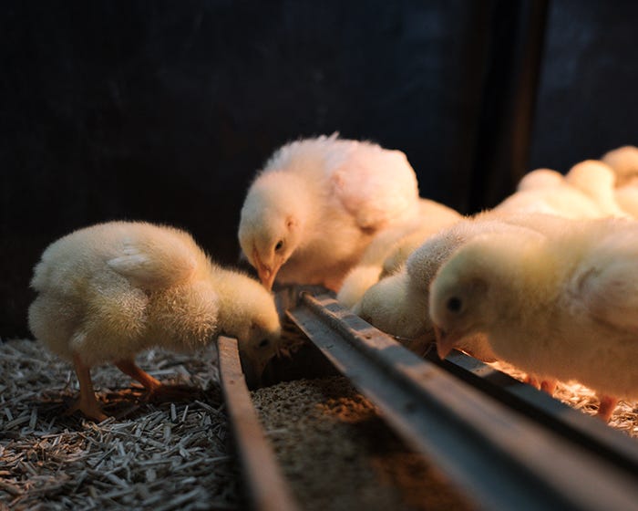 Meat bird chicks eating in a brooder out of a gutter feeder. 
