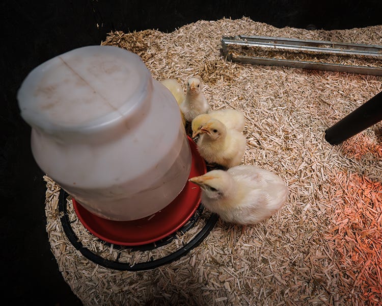 Meat bird chicks in a stock tank as the brooder.