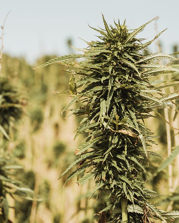 Close-up of a mature hemp plant with dense green leaves and flower clusters growing in an outdoor field.